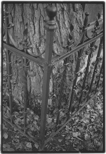 Įkalintas medis, Bernardinų kapinės, 2013 04